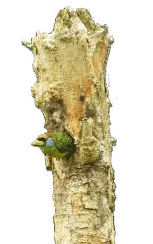 bird_Birding_Tours_conservatiON