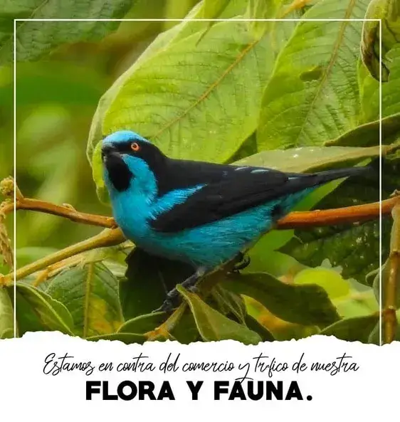 Pieza legal 6 Bio Onda