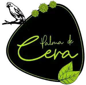 Palma de Cera en Pijao Quindío